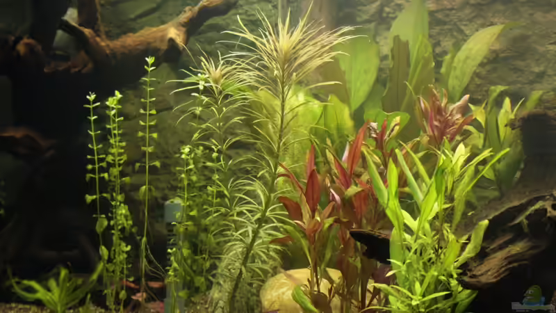 Aquarium Hauptansicht von Becken 22655 von Hot (1)