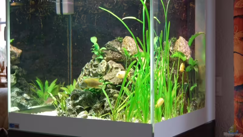 Aquarium Hauptansicht von Becken 2269 von malteser (1)