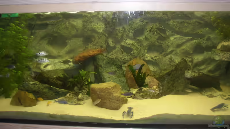 Aquarium Hauptansicht von Becken 227