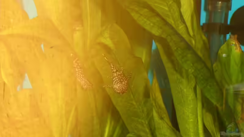 Aquarium Hauptansicht von Becken 2271 von Christian Funke (1)