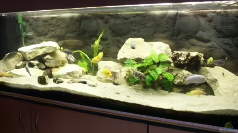 Aquarium Hauptansicht von Becken 228 von Walter Wilhelm (1)