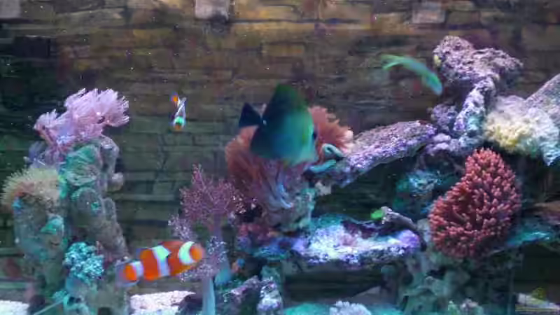 Aquarium Hauptansicht von Becken 2280 von Tom Vogel (1)