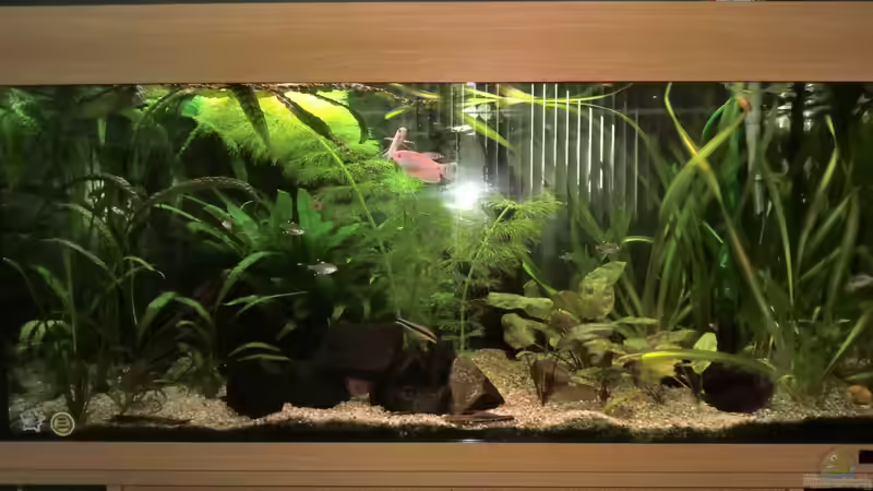 Aquarium Hauptansicht von Becken 22830 von EricOo