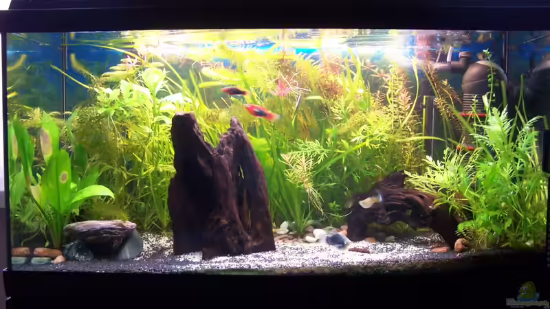 Aquarium Hauptansicht von Becken 22889