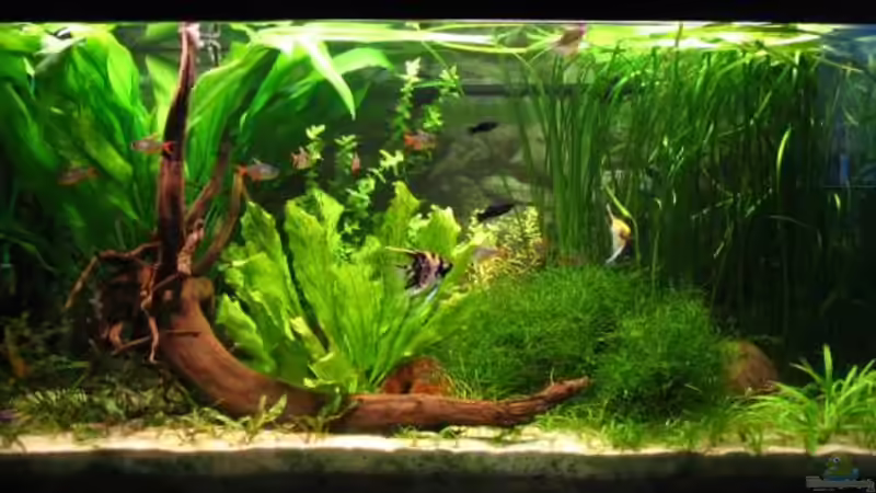 Aquarium Hauptansicht von Becken 2297 von Claudia Knops (1)