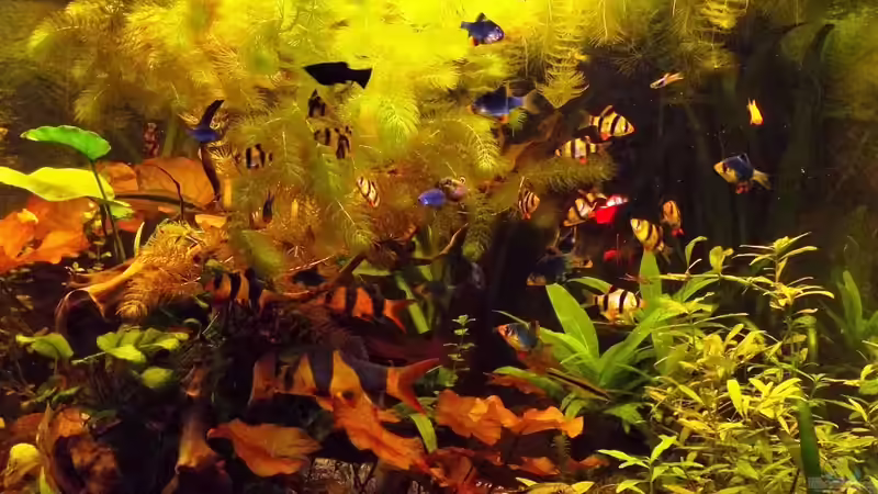 Aquarium Hauptansicht von Becken 23019