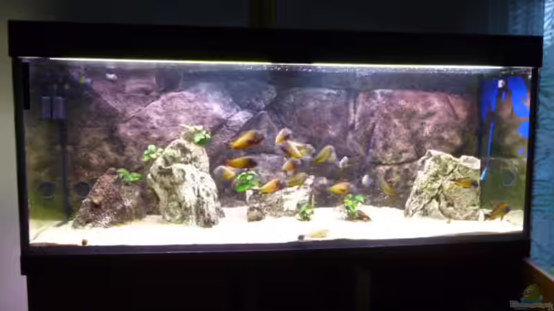 Aquarium Hauptansicht von Becken 23040 aufgelöst 2019