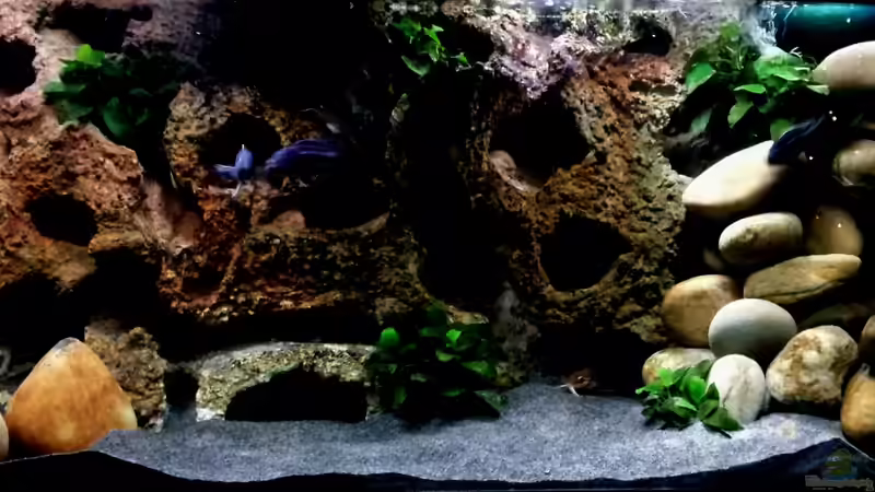 Aquarium Hauptansicht von Becken 23045