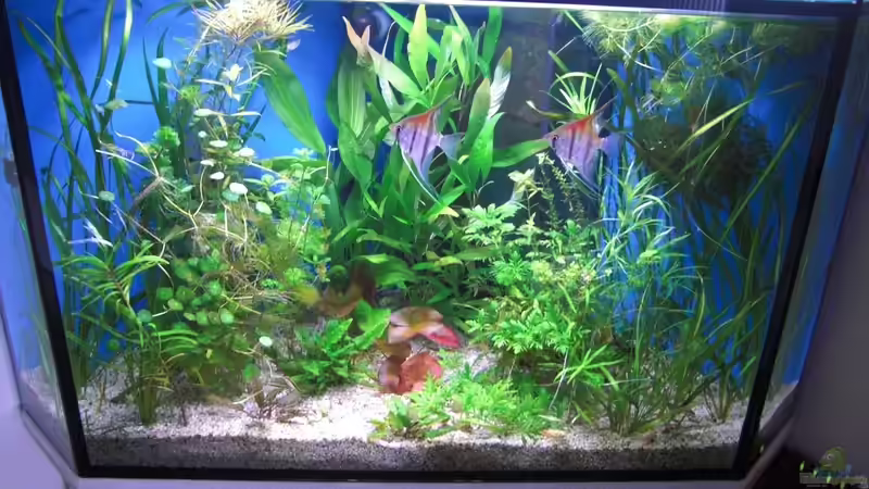 Aquarium Hauptansicht von Becken 23082