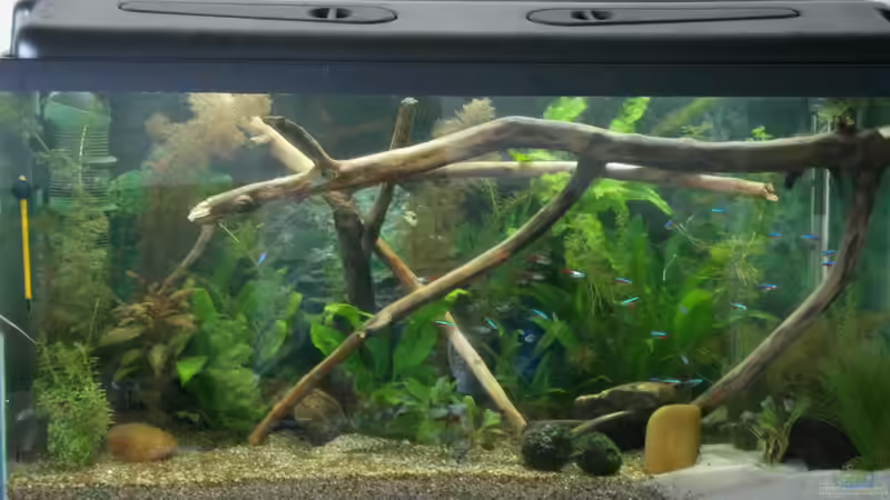 Aquarium Hauptansicht von Becken 23166 von Dal3838 (1)