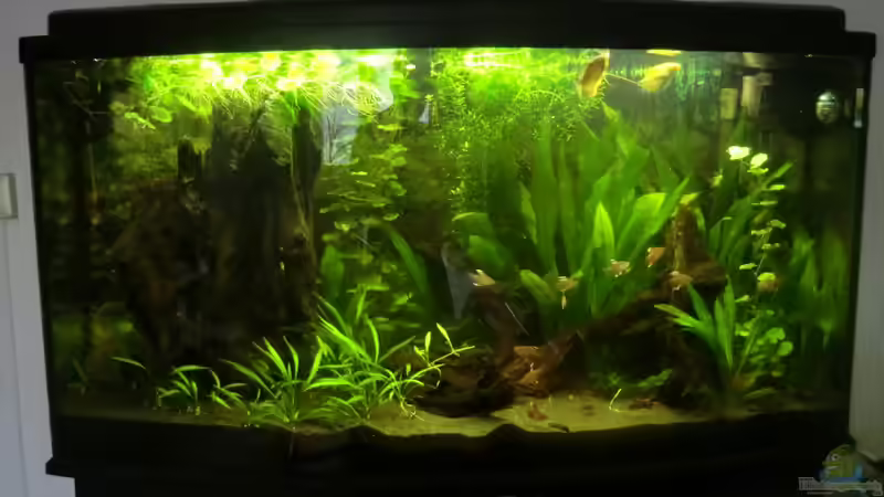 Aquarium Hauptansicht von Becken 23229 von ~Südamerika~ (1)