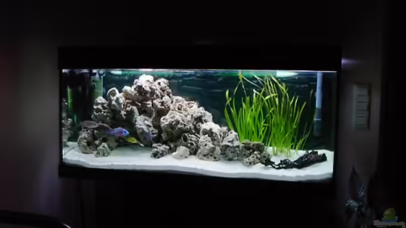 Aquarium Hauptansicht von Becken 233 von Andre Hofsäss (1)