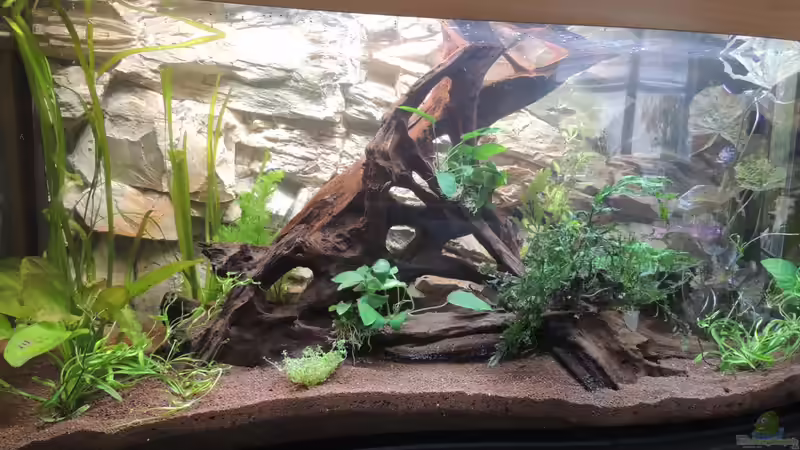 Aquarium Hauptansicht von Becken 23314 von Tino Schurz (1)