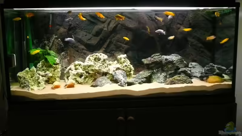 Aquarium Hauptansicht von Becken 23319 von janosch (1)