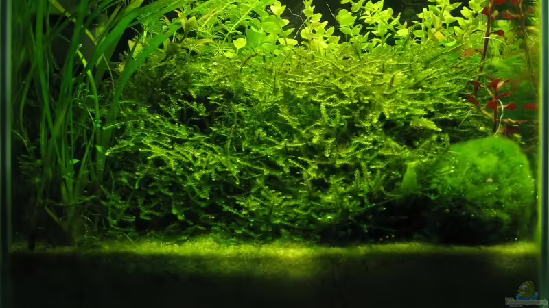 Aquarium Hauptansicht von Becken 2332 von Christian Stoff (1)