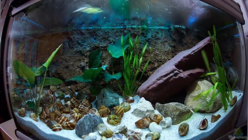 Aquarium Hauptansicht von Becken 23346