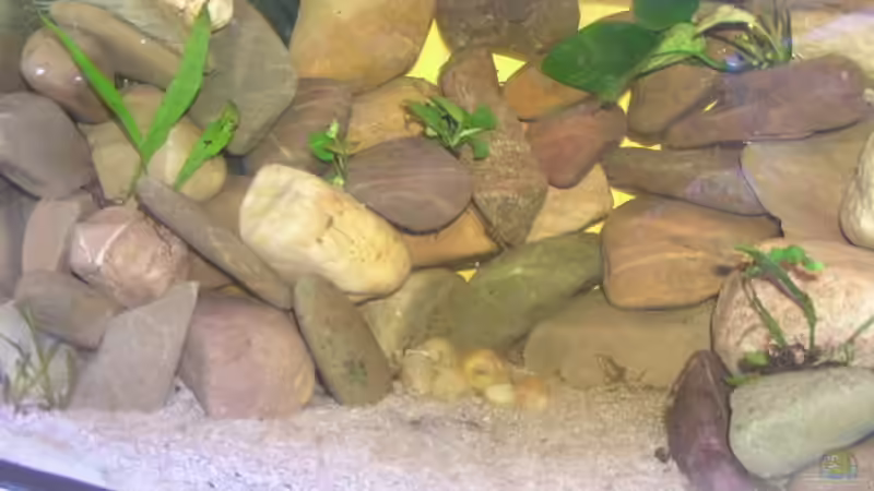 Aquarium Hauptansicht von Becken 2341 von David Leßnig (1)