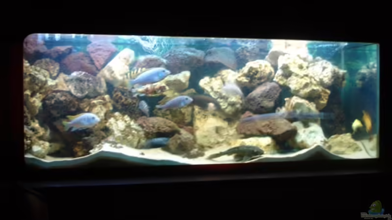 Aquarium Hauptansicht von Becken 2350 Aquarium Hauptansicht von Becken 2350