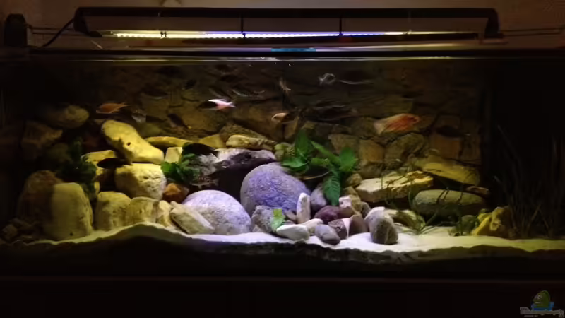 Aquarium Hauptansicht von Becken 23671 von Alexander Leixner (1)