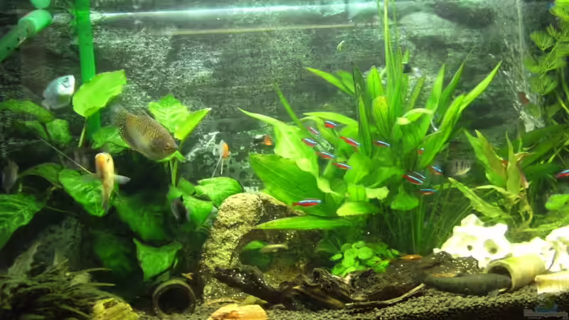 Aquarium Hauptansicht von Becken 23730