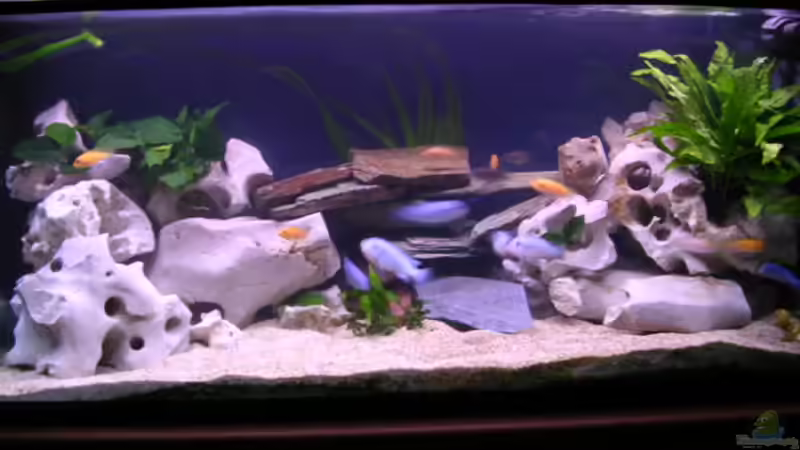 Aquarium Hauptansicht von Becken 2374 von Thomas Neuhaus (1)