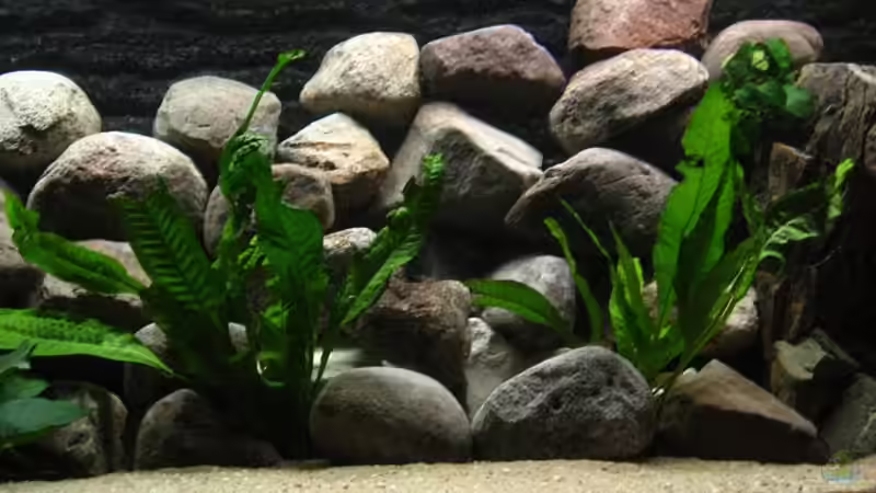 Aquarium Hauptansicht von Becken 2377