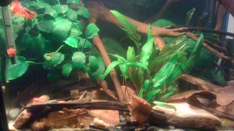 Aquarium Hauptansicht von Becken 23787