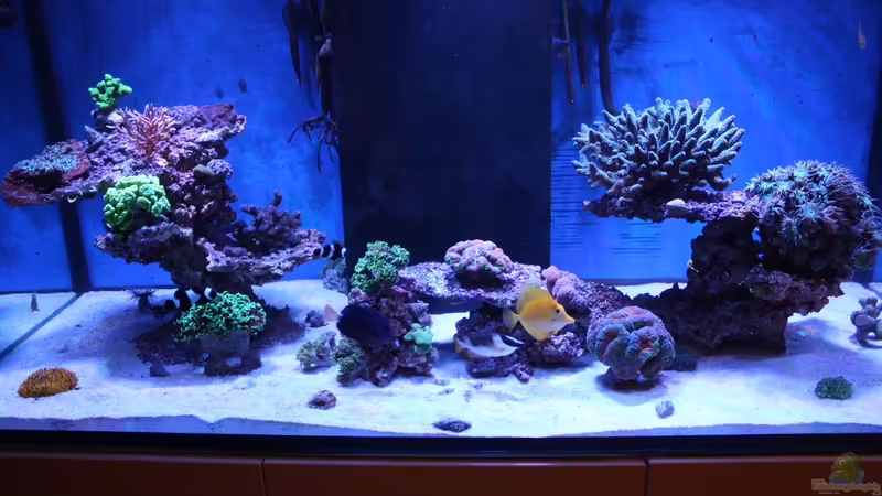 Aquarium Hauptansicht von Becken 23975