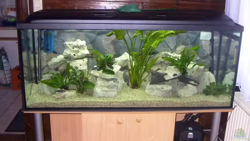 Aquarium Hauptansicht von Becken 2409 von Andy Lißner (1)