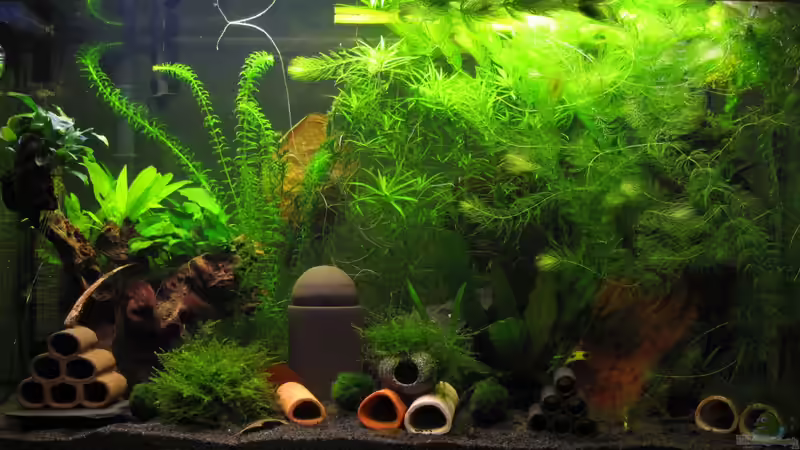 Aquarium Hauptansicht von Becken 240l von Tanja (1)