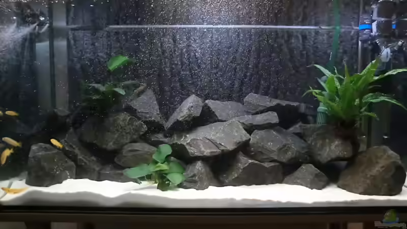 Aquarium Hauptansicht von Becken 24174