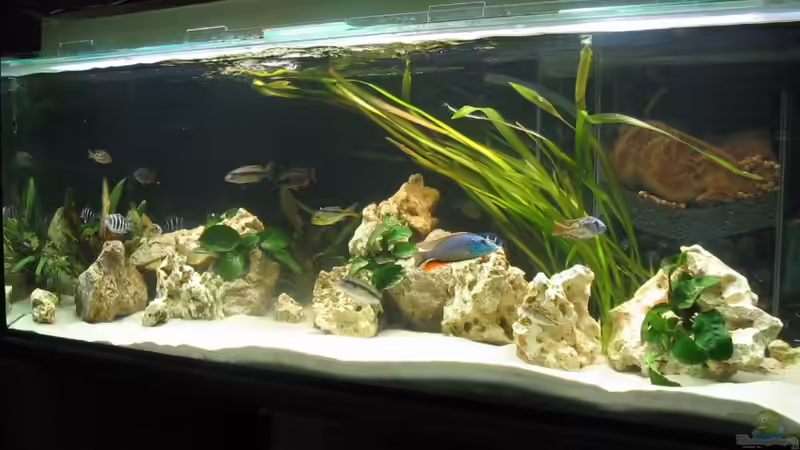 Aquarium Hauptansicht von Becken 242 von Sven Gugger (1)