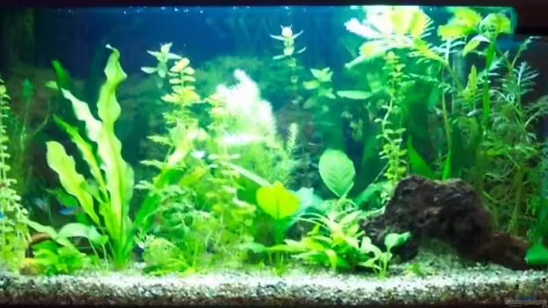 Aquarium Hauptansicht von Becken 2421