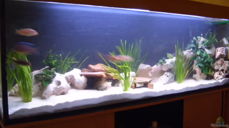 Aquarium Hauptansicht von Becken 2422 von Dominik Losinzky (1)