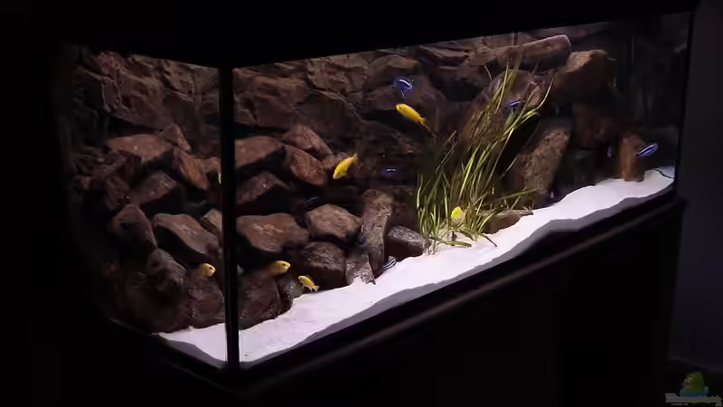 Aquarium Hauptansicht von Becken 2429 von Logo (1)