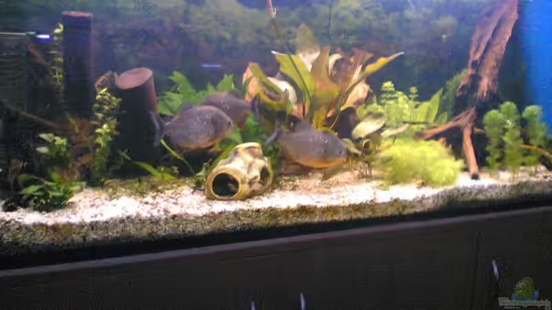 Aquarium Hauptansicht von Becken 2439