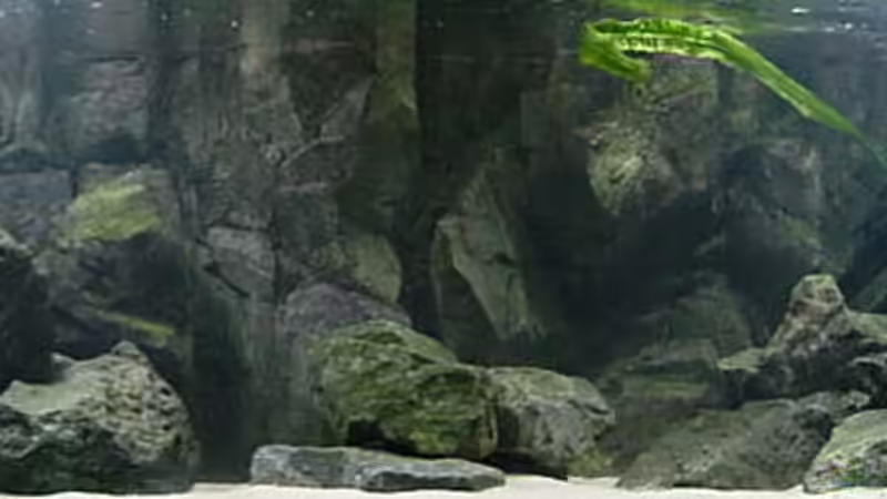 Aquarium Hauptansicht von Becken 245
