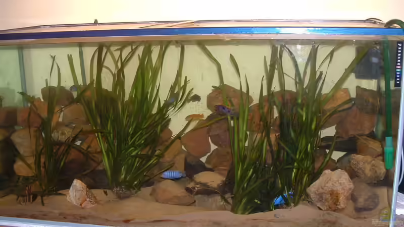 Aquarium Hauptansicht von Becken 2457 von Stephan Rhein (1)