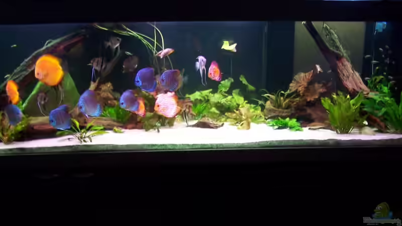 Aquarium Hauptansicht von Becken 24596 von Stefan Arenth (1)