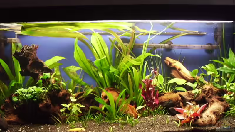 Aquarium Hauptansicht von Becken 2471