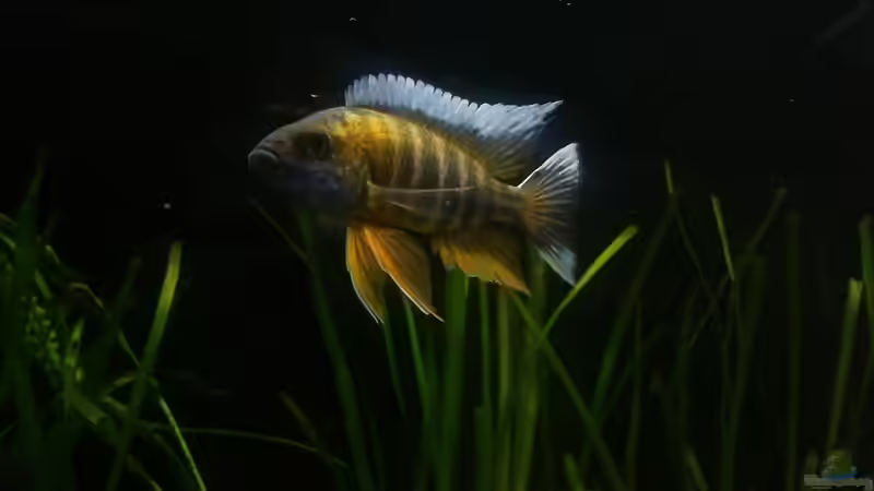 Aquarium Hauptansicht von Becken 24810  ABZUGEBEN!