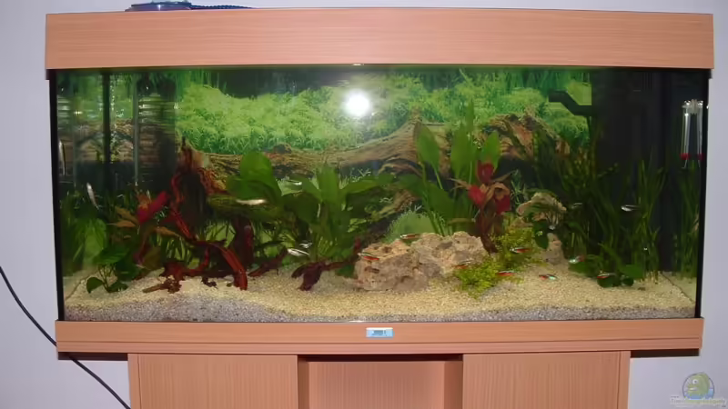 Aquarium Hauptansicht von Becken 2482 von Wolfram Weise (1)