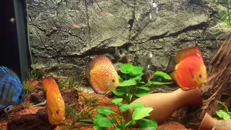 Aquarium Hauptansicht von Becken 24844