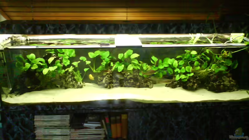 Aquarium Hauptansicht von Becken 2496