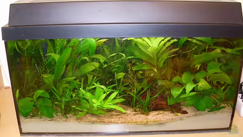 Aquarium Hauptansicht von Becken 2497