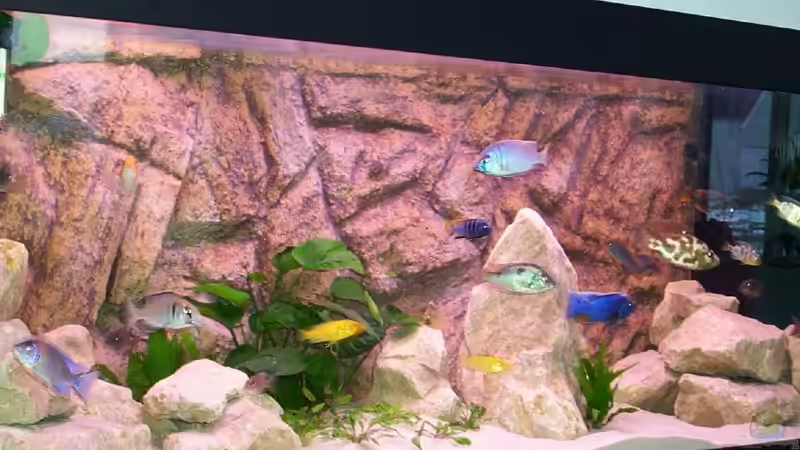 Aquarium Hauptansicht von Becken 25 von Klaus Arends (1)