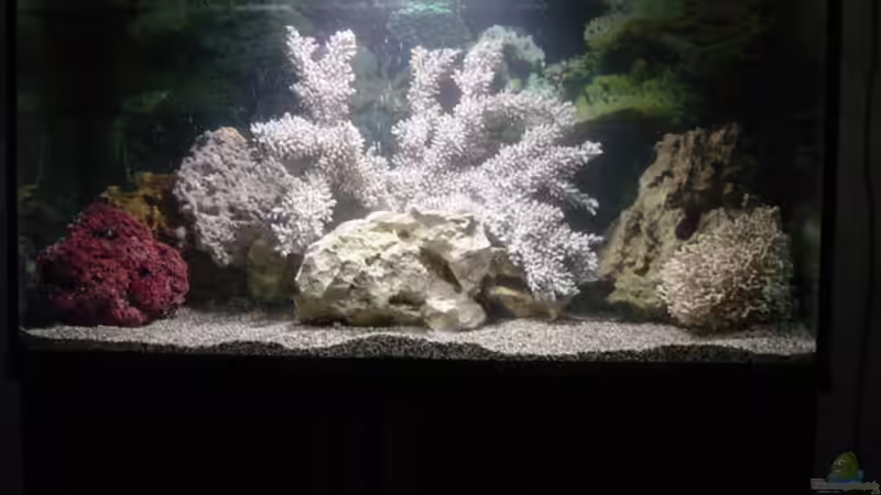 Aquarium Hauptansicht von Becken 250 von Andreas Salzmann (1)