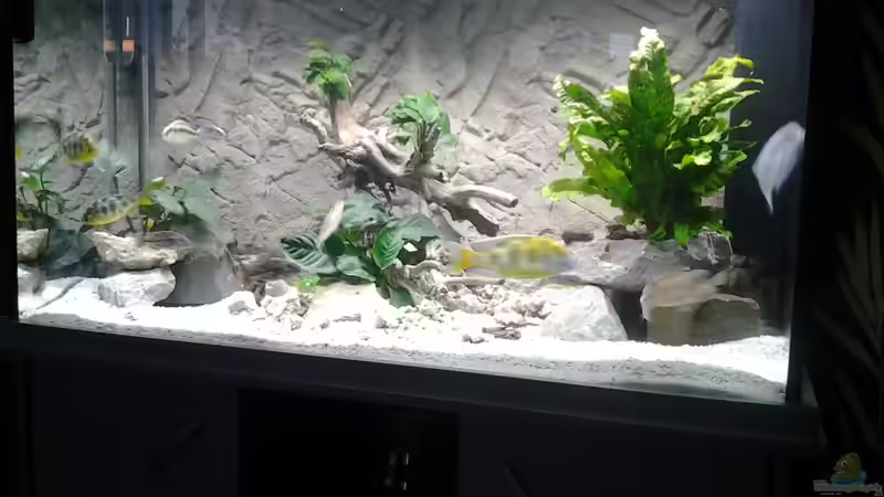Aquarium Hauptansicht von Becken 25097