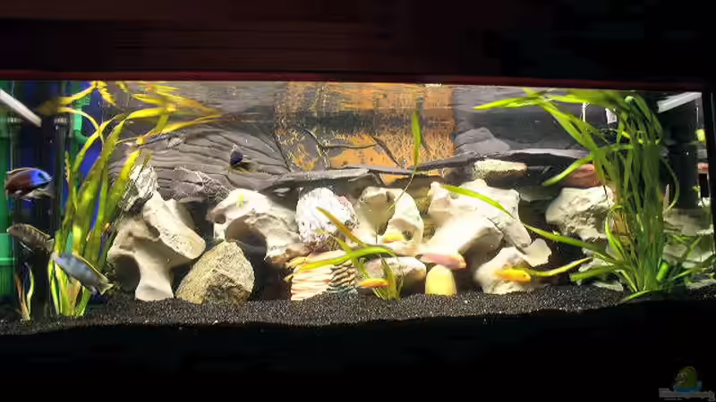 Aquarium Hauptansicht von Becken 251