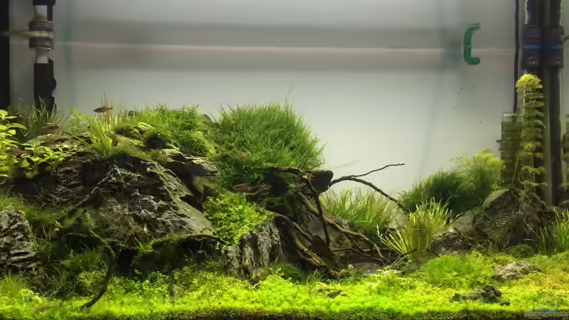 Aquarium Hauptansicht von Becken 25116